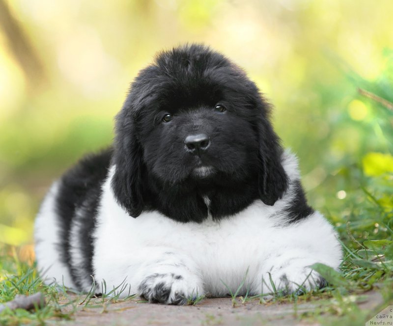 Фото: ньюфаундленд Skazochnaya Kroha SHekspir (Сказочная Кроха Шекспир)