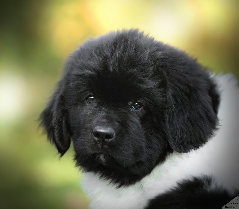 Фото: ньюфаундленд Skazochnaya Kroha SHantal' (Сказочная Кроха Шанталь)