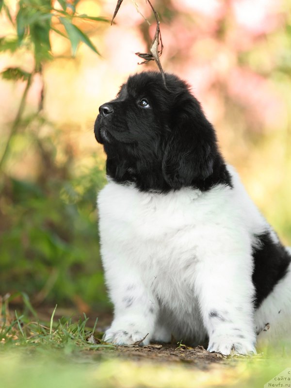 Фото: ньюфаундленд Skazochnaya Kroha SHantal' (Сказочная Кроха Шанталь)