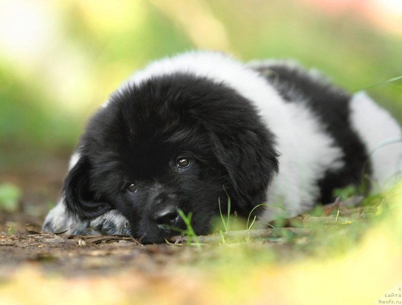 Фото: ньюфаундленд Skazochnaya Kroha SHantal' (Сказочная Кроха Шанталь)