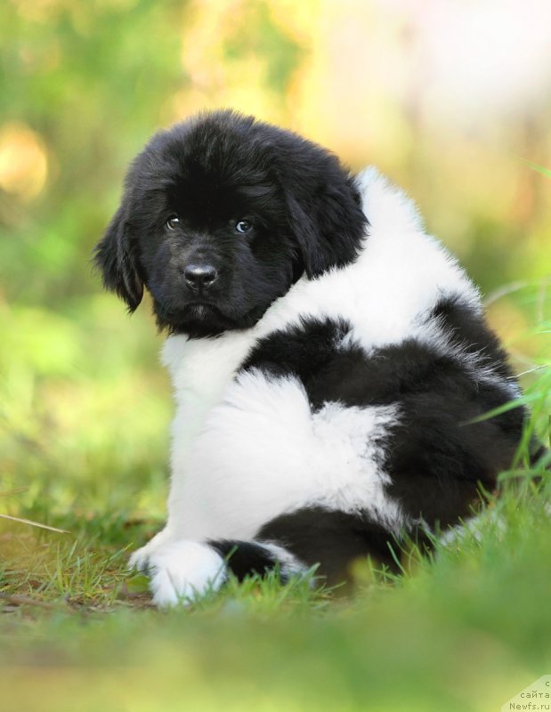 Фото: ньюфаундленд Skazochnaya Kroha SHantal' (Сказочная Кроха Шанталь)