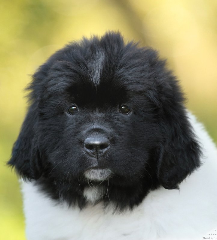 Фото: ньюфаундленд Skazochnaya Kroha SHagane (Сказочная Кроха Шагане)
