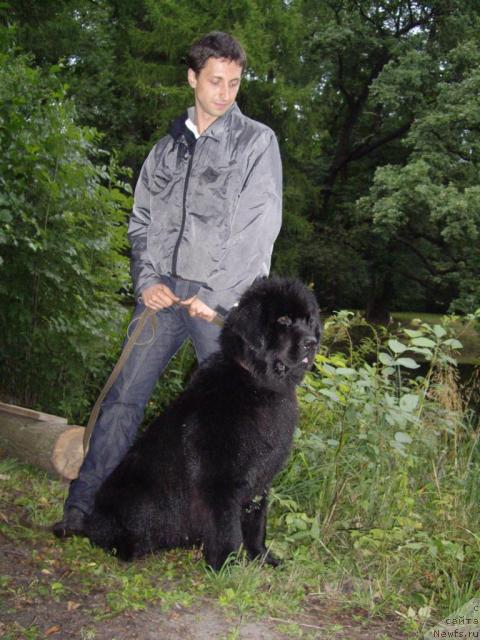 Фото: ньюфаундленд Skippers Only You for Smigar