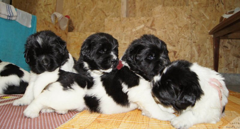 Фотография № 163537