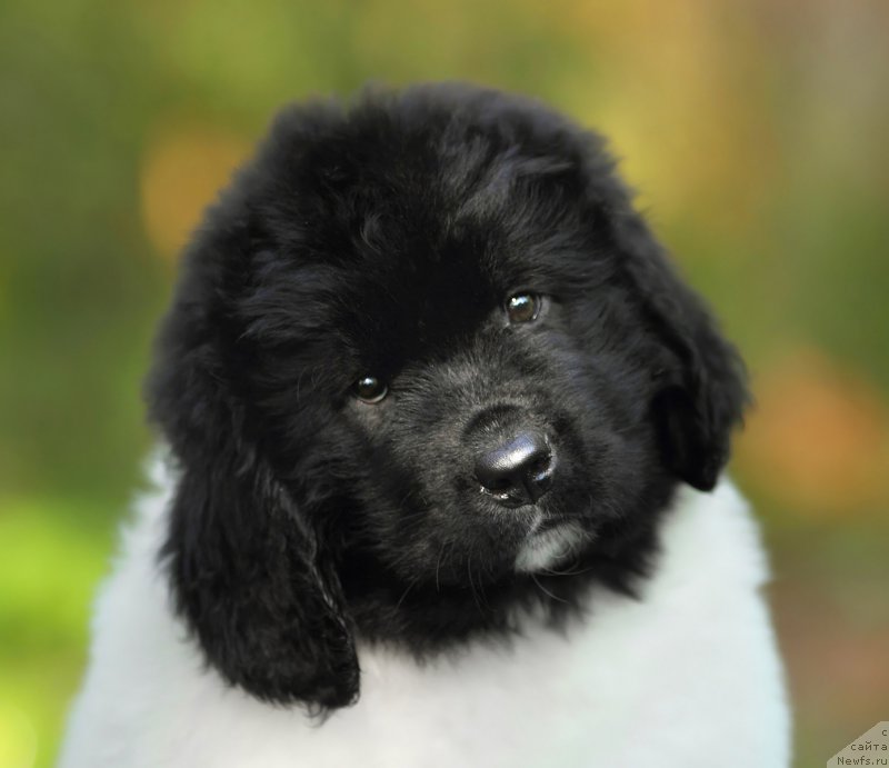 Фото: ньюфаундленд Skazochnaya Kroha SHarmel' (Сказочная Кроха Шармель)