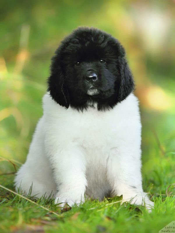 Фото: ньюфаундленд Skazochnaya Kroha SHarmel' (Сказочная Кроха Шармель)