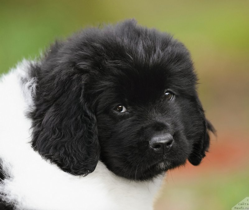 Фото: ньюфаундленд Skazochnaya Kroha SHanel' (Сказочная Кроха Шанель)