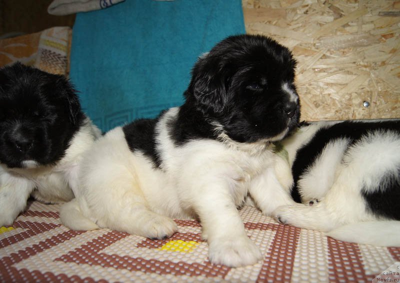 Фото: ньюфаундленд Super Bizon Miroslava (Супер Бизон Мирослава)