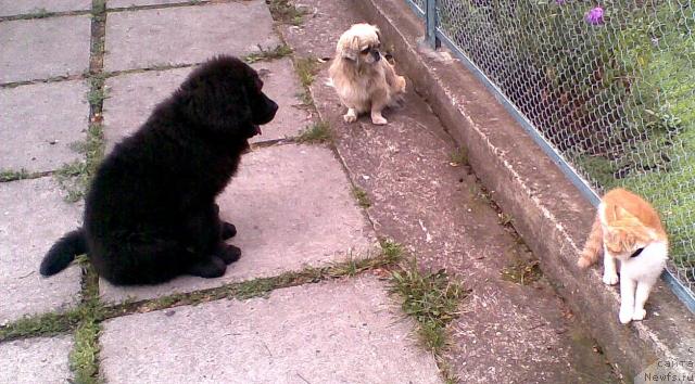 Фото: ньюфаундленд Prelest' (Прелесть)