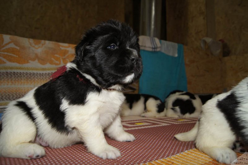 Фото: ньюфаундленд Super Bizon Melodiya (Супер Бизон Мелодия)