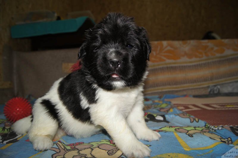 Фото: ньюфаундленд Super Bizon Melodiya (Супер Бизон Мелодия)