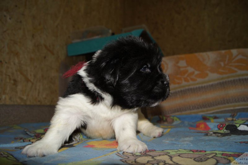 Фото: ньюфаундленд Super Bizon Melodiya (Супер Бизон Мелодия)