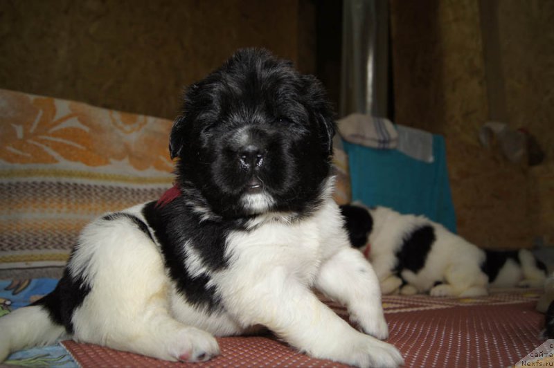 Фото: ньюфаундленд Super Bizon Melodiya (Супер Бизон Мелодия)