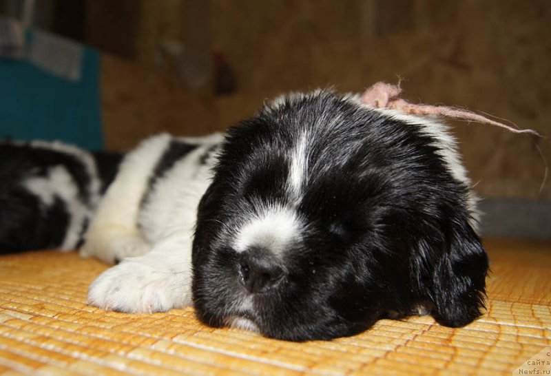 Фото: ньюфаундленд Super Bizon Malina (Супер Бизон Малина)