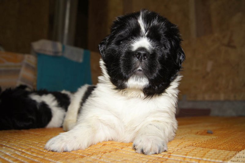 Фото: ньюфаундленд Super Bizon Malina (Супер Бизон Малина)