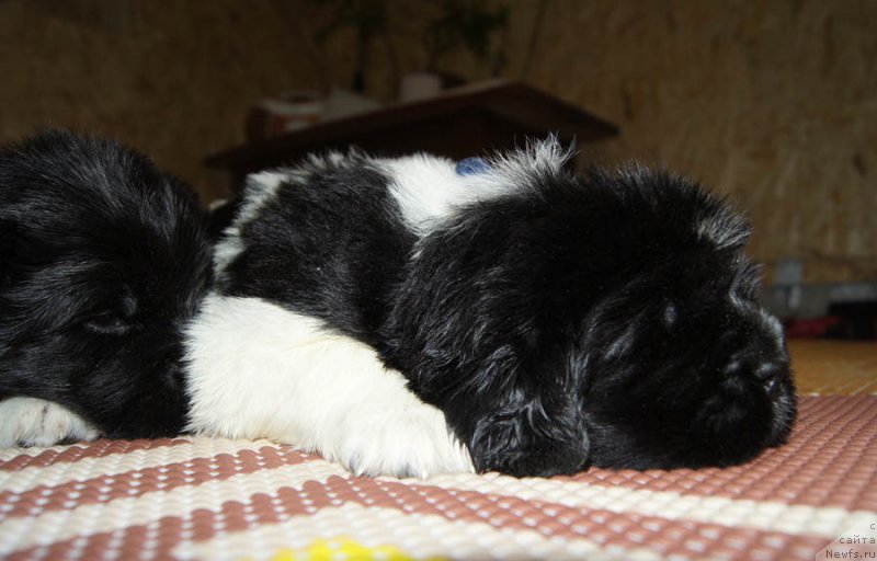 Фото: ньюфаундленд Super Bizon Maestro (Супер Бизон Маэстро)