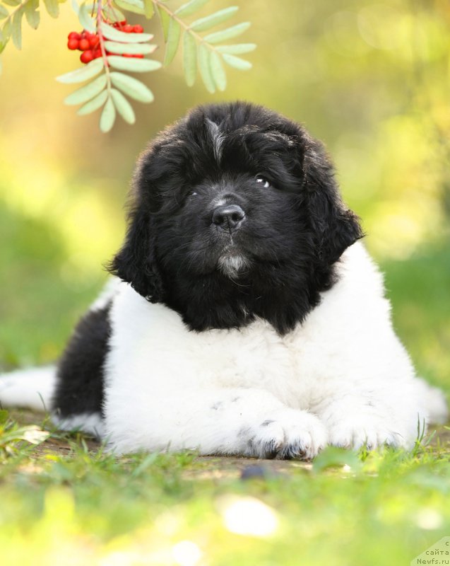 Фото: ньюфаундленд Skazochnaya Kroha SHarman (Сказочная Кроха Шарман)