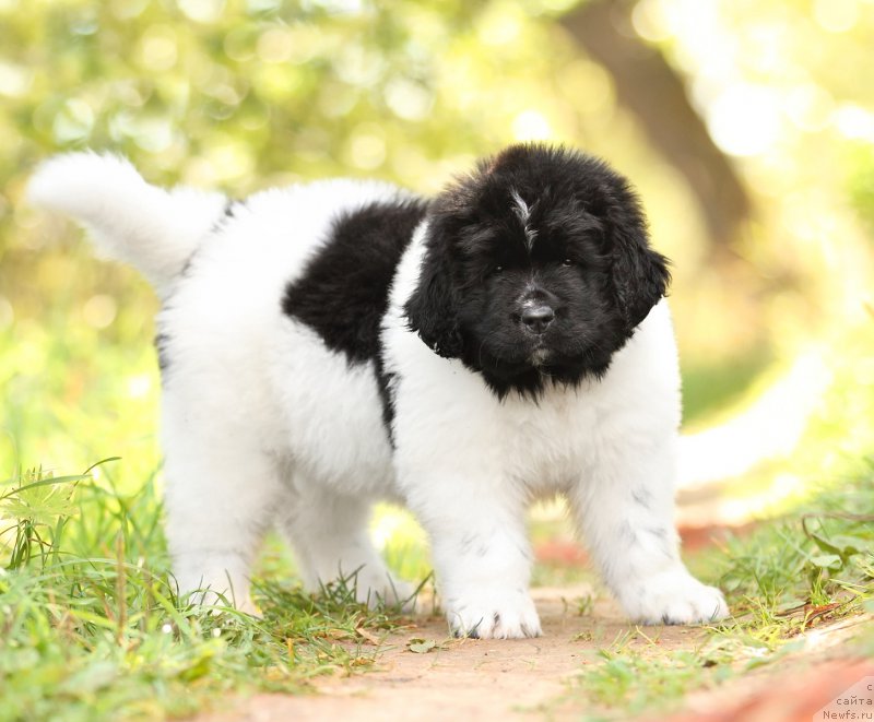 Фото: ньюфаундленд Skazochnaya Kroha SHarman (Сказочная Кроха Шарман)