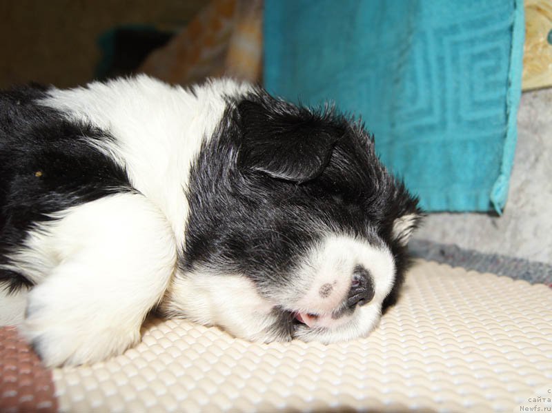 Фото: ньюфаундленд Super Bizon Mursielaga (Супер Бизон Мурсиелага)