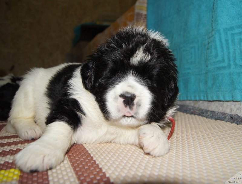 Фото: ньюфаундленд Super Bizon Mursielaga (Супер Бизон Мурсиелага)