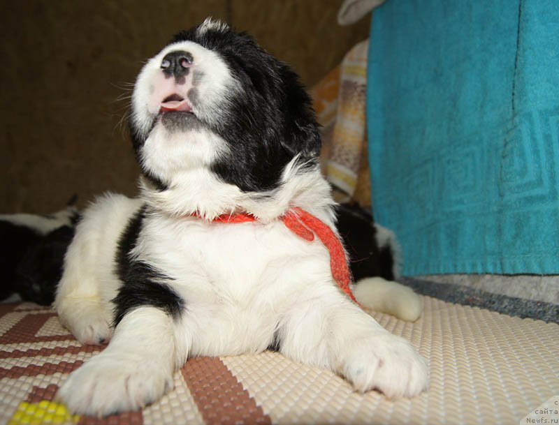 Фото: ньюфаундленд Super Bizon Mursielaga (Супер Бизон Мурсиелага)