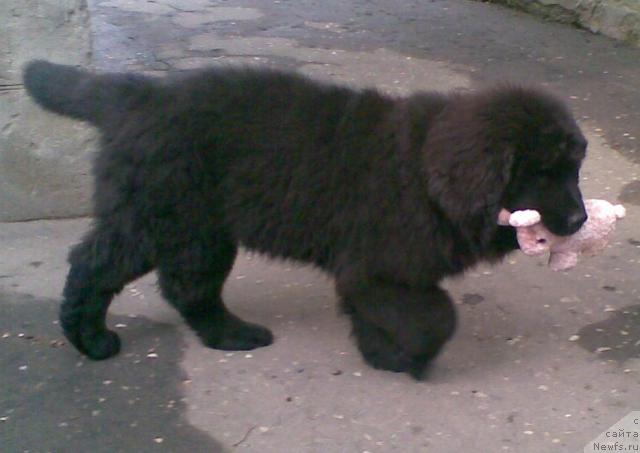 Фото: ньюфаундленд Prelest' (Прелесть)