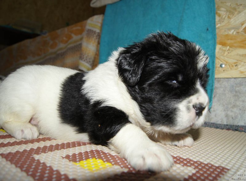 Фото: ньюфаундленд Super Bizon Mursielaga (Супер Бизон Мурсиелага)