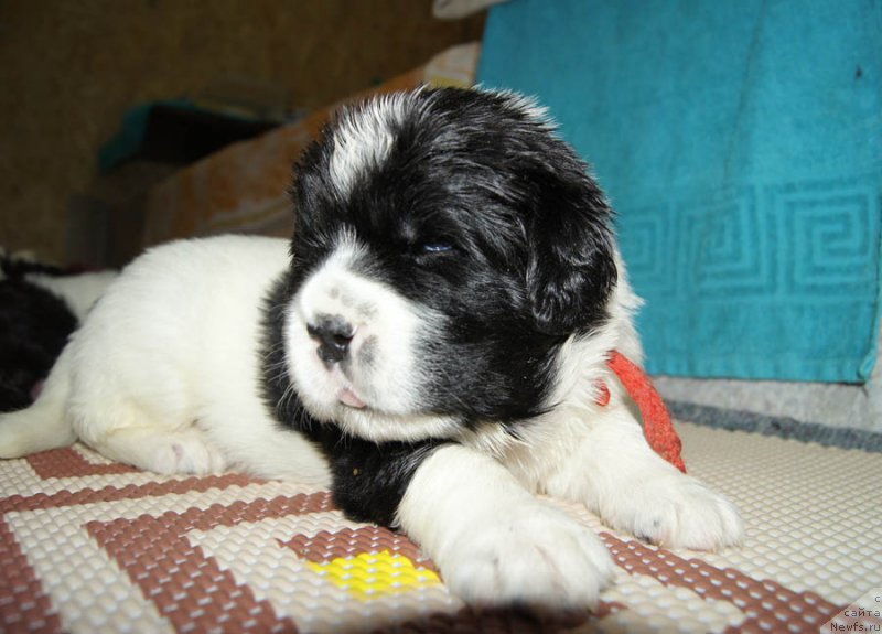 Фото: ньюфаундленд Super Bizon Mursielaga (Супер Бизон Мурсиелага)