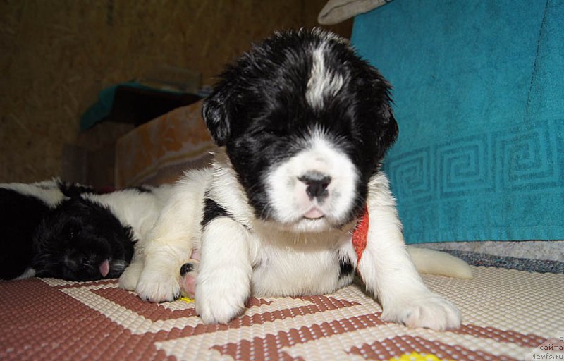 Фото: ньюфаундленд Super Bizon Mursielaga (Супер Бизон Мурсиелага)