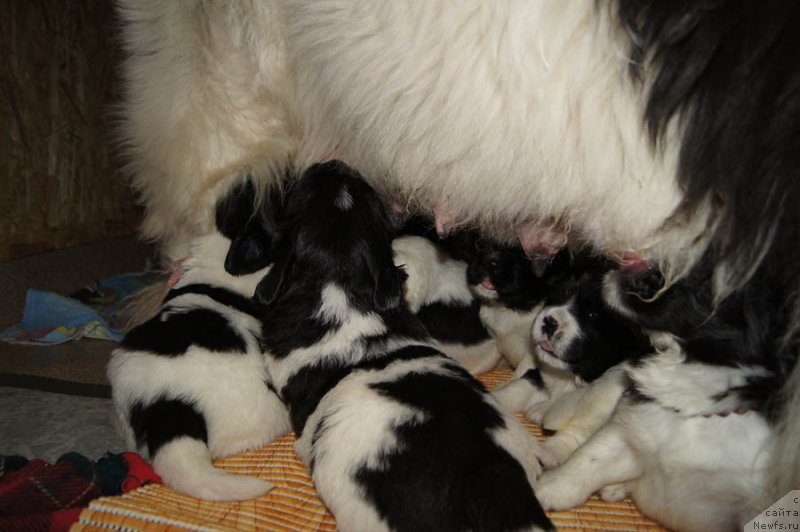 Фото: дети, ньюфаундленд Super Premium Zheneva (Супер Премиум Женева), ньюфаундленд Callistos Blitzen, ньюфаундленд Super Bizon Maestro (Супер Бизон Маэстро), ньюфаундленд Super Bizon Maybah (Супер Бизон Майбах), ньюфаундленд Super Bizon Mursielaga (Супер Бизон Мурсиелага), ньюфаундленд Super Bizon Miroslava (Супер Бизон Мирослава), ньюфаундленд Super Bizon Malina (Супер Бизон Малина), ньюфаундленд Super Bizon Melodiya (Супер Бизон Мелодия), ньюфаундленд Super Bizon Matil'da (Супер Бизон Матильда)