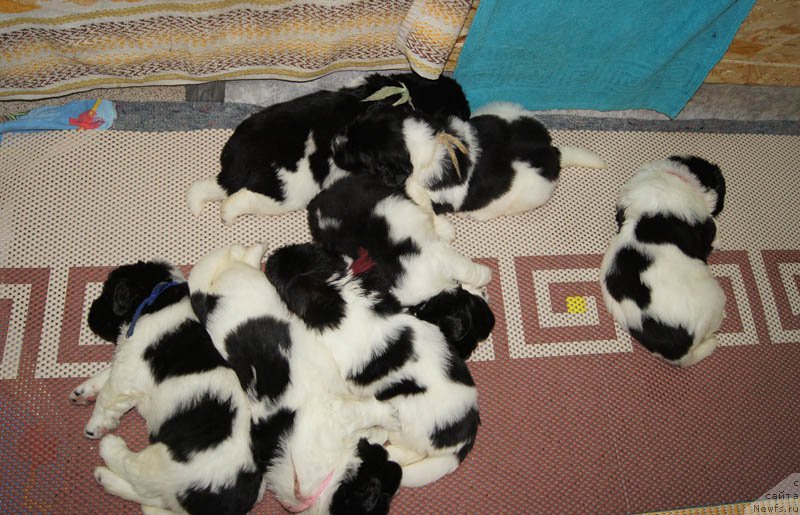 Фото: дети, ньюфаундленд Super Premium Zheneva (Супер Премиум Женева), ньюфаундленд Callistos Blitzen, ньюфаундленд Super Bizon Maestro (Супер Бизон Маэстро), ньюфаундленд Super Bizon Maybah (Супер Бизон Майбах), ньюфаундленд Super Bizon Mursielaga (Супер Бизон Мурсиелага), ньюфаундленд Super Bizon Miroslava (Супер Бизон Мирослава), ньюфаундленд Super Bizon Malina (Супер Бизон Малина), ньюфаундленд Super Bizon Melodiya (Супер Бизон Мелодия), ньюфаундленд Super Bizon Matil'da (Супер Бизон Матильда)