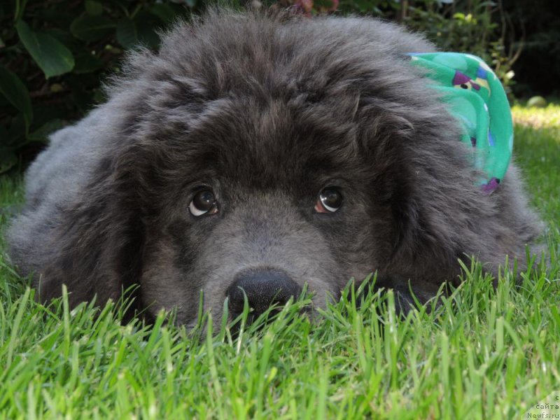 Фото: ньюфаундленд Farley Sozvezdie Istini