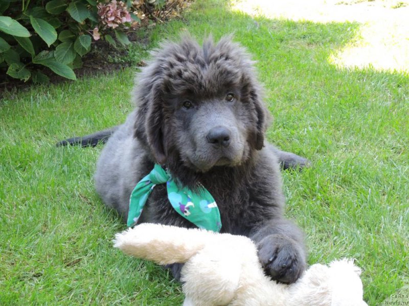 Фото: ньюфаундленд Farley Sozvezdie Istini
