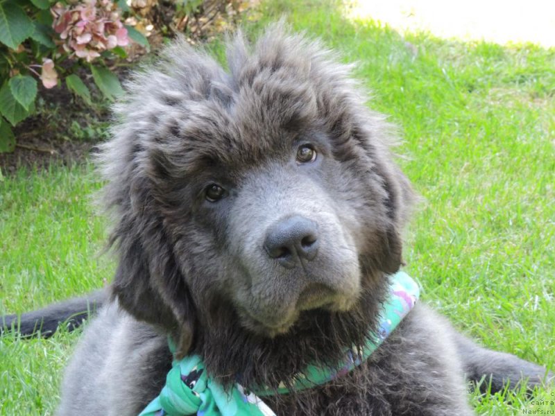 Фото: ньюфаундленд Farley Sozvezdie Istini