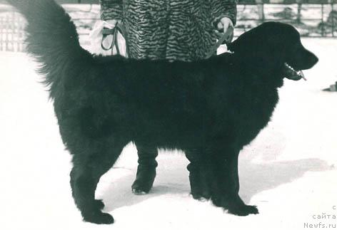 Фото: ньюфаундленд Nik Dju Bey (Ник Джу Бей)