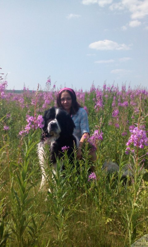 Фото: ньюфаундленд Fluffy Avalanch Surpassing All Expektations (Флюфи Аваланч Сурпассинг Алл Експестатионс), Kseniya Naumova (Ксения Наумова)