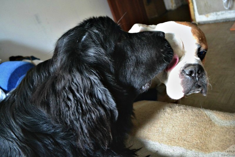 Фото: ньюфаундленд Smigar Talk of Soul (Смигар Ток ов Соул)