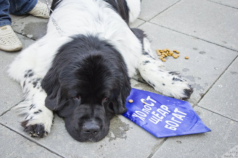 Фотография № 163623