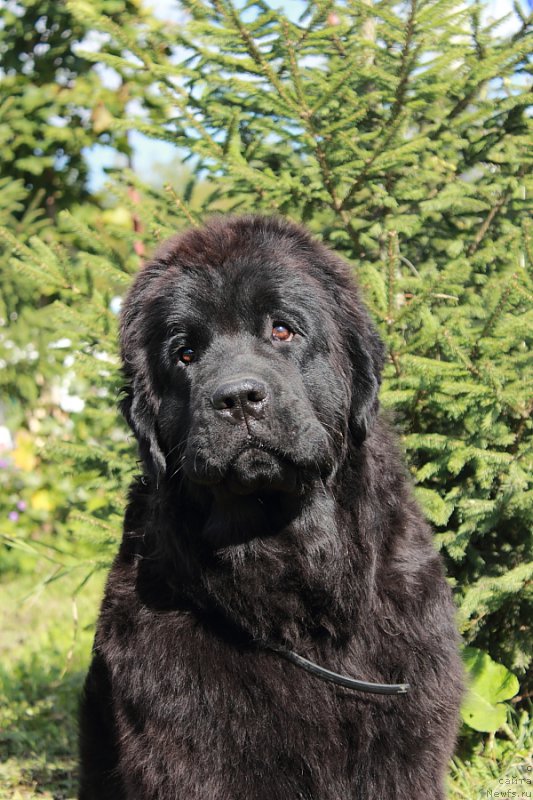 Фото: ньюфаундленд Anabelle Kvin of zye Mountayns (Анабелле Квин оф зэ Моунтайнс)