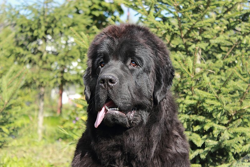 Фото: ньюфаундленд Anabelle Kvin of zye Mountayns (Анабелле Квин оф зэ Моунтайнс)