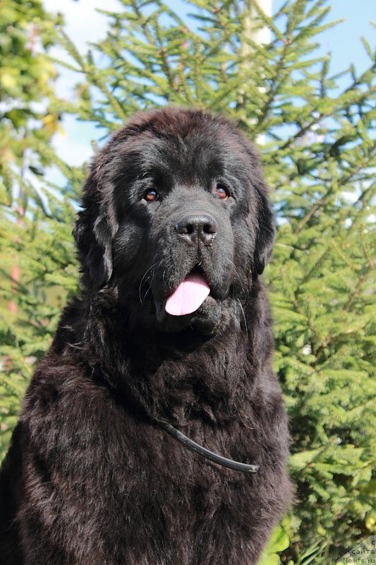 Фото: ньюфаундленд Anabelle Kvin of zye Mountayns (Анабелле Квин оф зэ Моунтайнс)