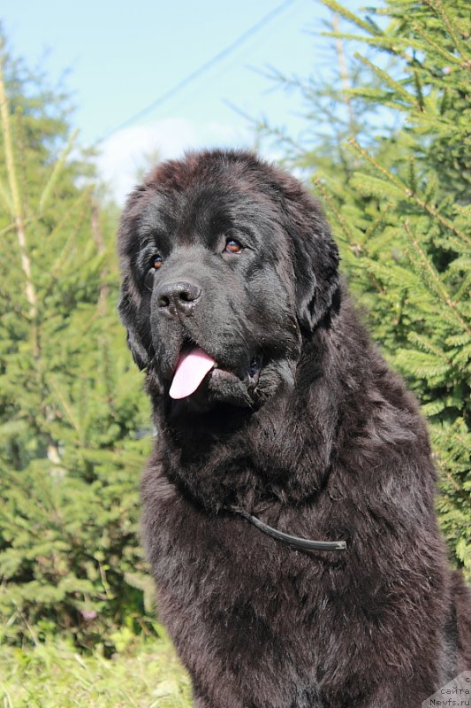 Фото: ньюфаундленд Anabelle Kvin of zye Mountayns (Анабелле Квин оф зэ Моунтайнс)