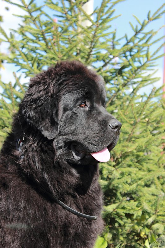 Фото: ньюфаундленд Anabelle Kvin of zye Mountayns (Анабелле Квин оф зэ Моунтайнс)