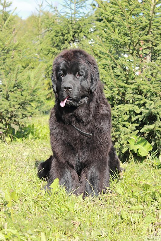 Фото: ньюфаундленд Anabelle Kvin of zye Mountayns (Анабелле Квин оф зэ Моунтайнс)