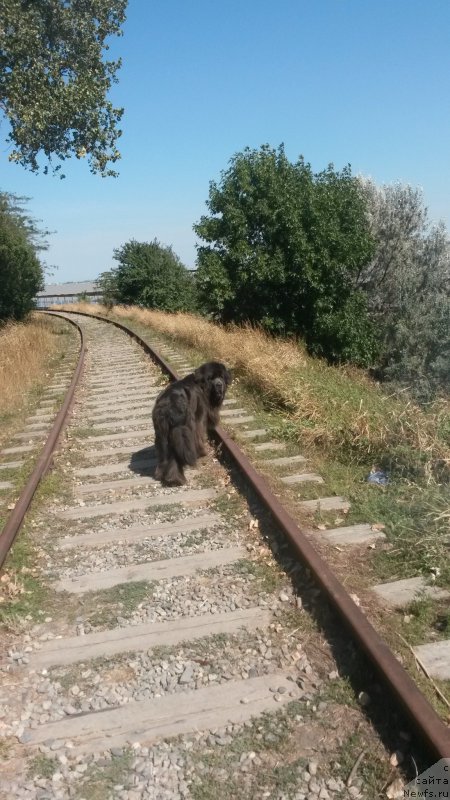 Фото: ньюфаундленд Dyurbahler Klab Al'faretta Vin'etta (Дюрбахлер Клаб Альфаретта Виньетта)