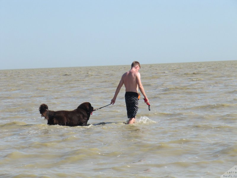 Фото: ньюфаундленд Simvol Roskoshi I Lubvi (Символ Роскоши и Любви), Anton Bazulenkov (Антон Базуленков)