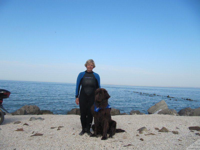 Фото: Natal'ya Smazchikova (Наталья Смазчикова), ньюфаундленд Feerichnaja Fortunatussi s Berega Dona (Фееричная Фортунатусси с Берега Дона)