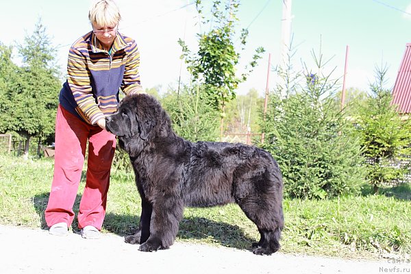 Фото: ньюфаундленд Anabelle Kvin of zye Mountayns (Анабелле Квин оф зэ Моунтайнс)