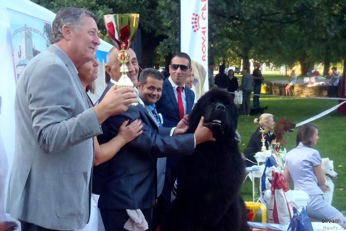 Фото: ньюфаундленд Zvezdnij Dar Agassi (Звездный Дар Агасси)