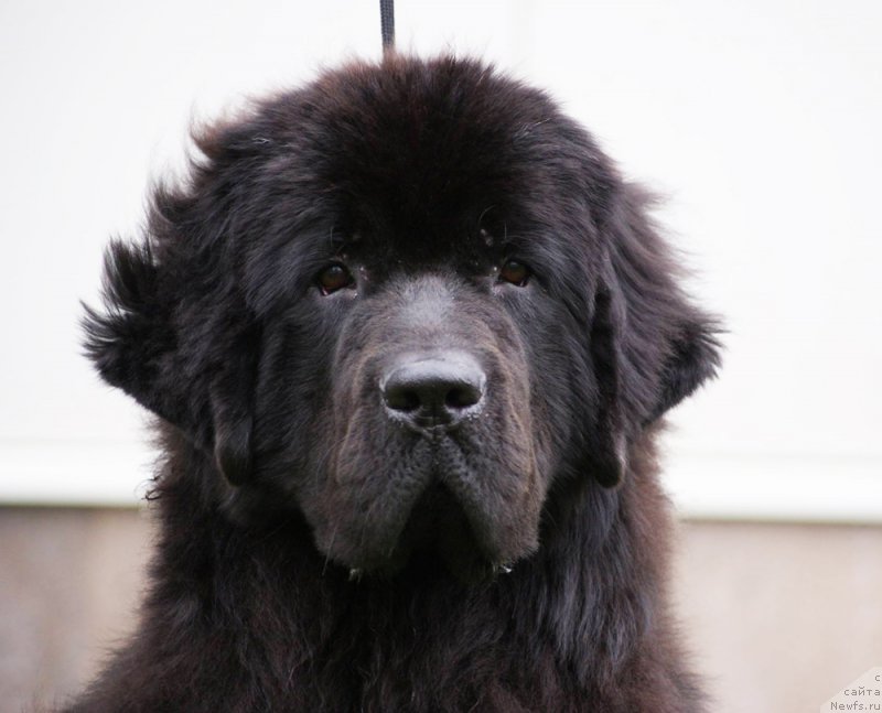 Фото: ньюфаундленд Beguschaya po Volnam Return of ze Kyueen (Бегущая по Волнам Ретурн оф зе Кюеен)